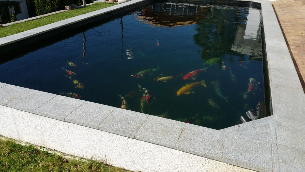 Koi-, und Schwimmteich ( Binau )